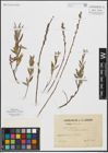 Foto von Salix repens subsp. rosmarinifolia (L.) Andersson